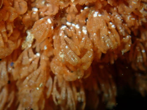 Menipea crispa