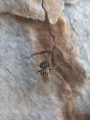 Medeterinae
