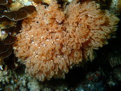 Menipea crispa