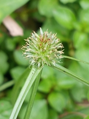 Cyperus brevifolioides