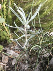 Leucospermum parile