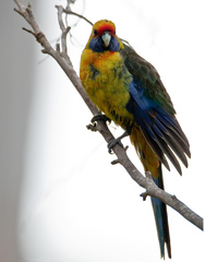 Green Rosella photo 4