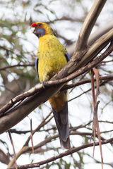 Green Rosella photo 5