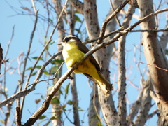 Pitangus sulphuratus