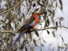 Crimson Rosella - Photo (c) David Cook, some rights reserved (CC BY-NC)