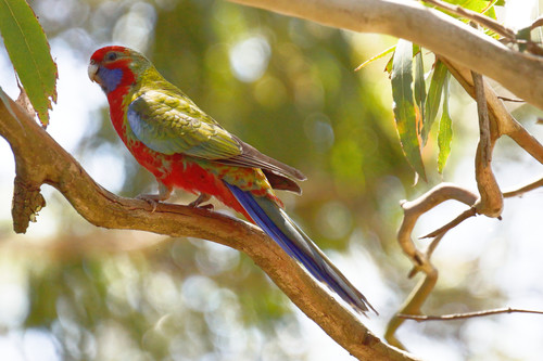 Crimson Rosella, photo 7 of 10