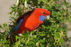 Crimson Rosella photo 3
