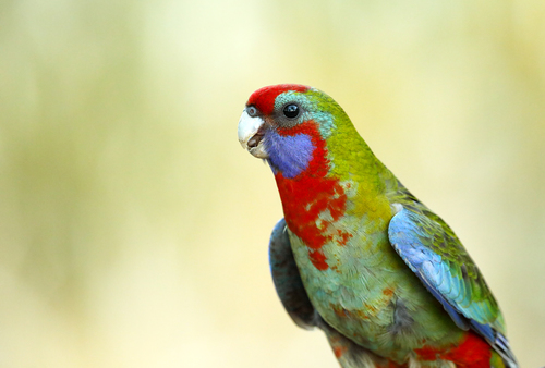 Crimson Rosella, photo 6 of 10