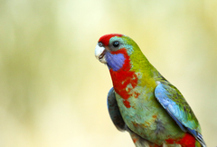 Crimson Rosella photo 5