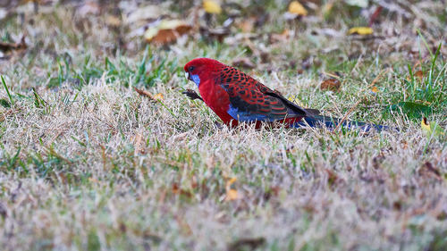 Crimson Rosella, photo 10 of 10