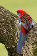 Crimson Rosella photo 6