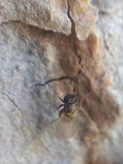 Medeterinae