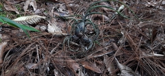 Tillandsia butzii