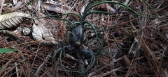 Tillandsia butzii