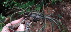 Tillandsia butzii