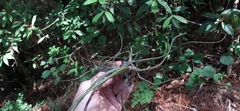 Tillandsia butzii