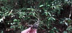 Tillandsia butzii