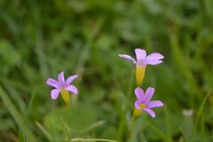 Oxalis caprina