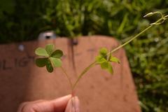 Oxalis caprina