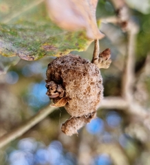 Andricus quercusramuli