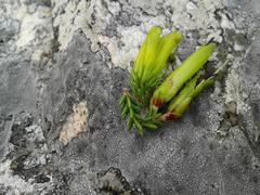 Erica viridiflora viridiflora