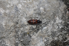 Stropenron nigricollis