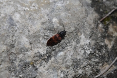 Stropenron nigricollis