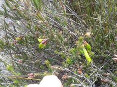 Erica viridiflora viridiflora
