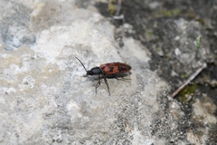 Stropenron nigricollis