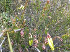 Erica viridiflora viridiflora