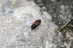 Stropenron nigricollis