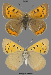 Lycaena phlaeas arethusa