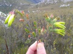 Erica viridiflora viridiflora