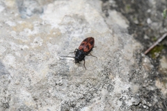 Stropenron nigricollis