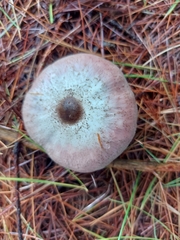 Agaricus benesii