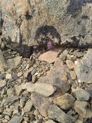 Dicentra peregrina