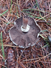 Agaricus benesii