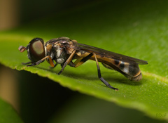 Spheginobaccha