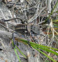 Hetrodes pupus pupus