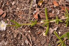 Delosperma inconspicuum