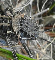 Hetrodes pupus pupus