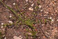 Delosperma inconspicuum