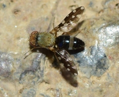Actocetor indicus