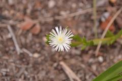 Delosperma inconspicuum
