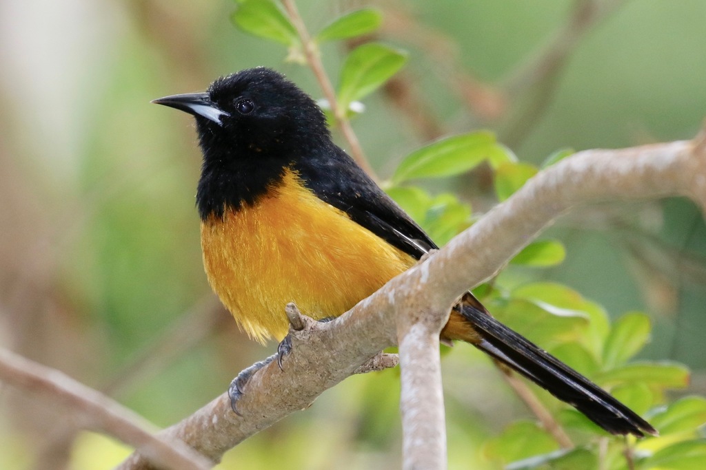 Montserrat Oriole (Icterus oberi) photo