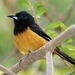 Montserrat Oriole - Photo (c) Bird Explorers, some rights reserved (CC BY-NC), uploaded by Bird Explorers