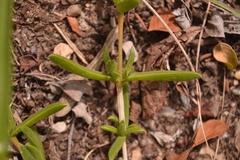 Delosperma inconspicuum