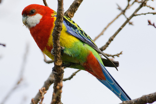 Eastern Rosella