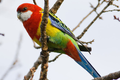 Eastern Rosella photo 4