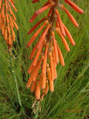 Kniphofia laxiflora